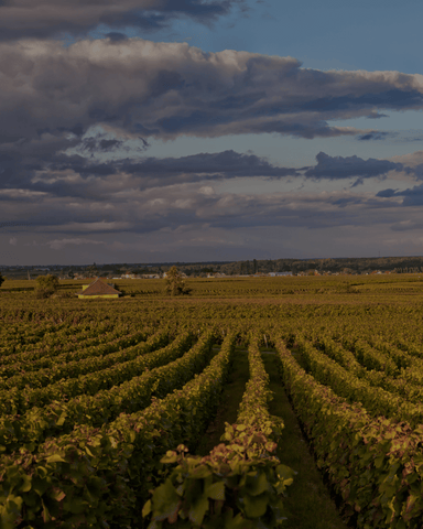 Vins de Bourgogne