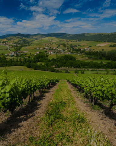 Vins du Beaujolais