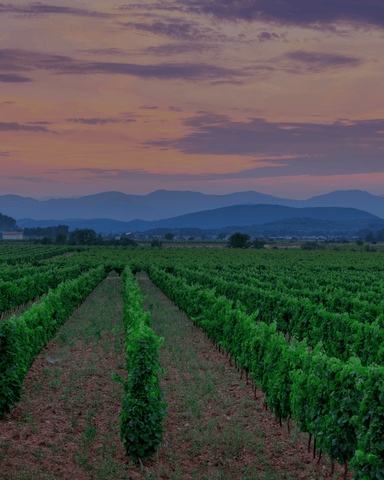 Vins du Languedoc