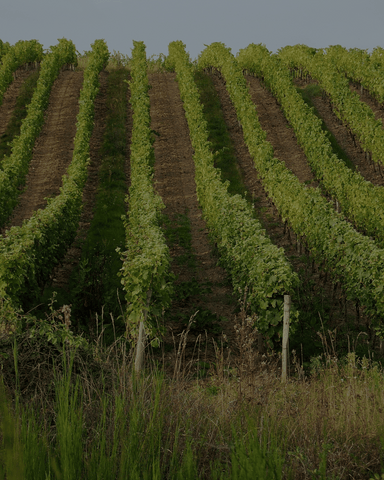 Vins de Loire